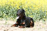 BEAUCERON 947